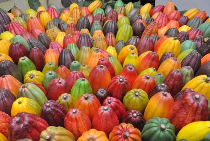 Brasil quer ser autossuficiente em cacau até 2025