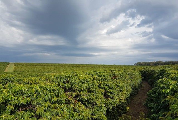 Técnicos da Conab já estão em campo para pesquisa de café