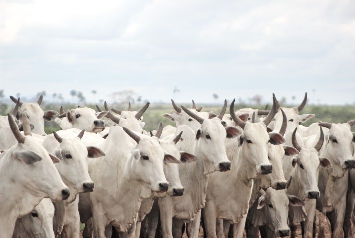 Trouw Nutrition promove live para apresentar Linha Cria, que une Reprodução e Nutrição para o sucesso da pecuária