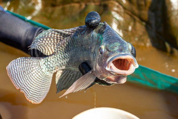 Plataforma on-line apresenta informações estratégicas para a aquicultura