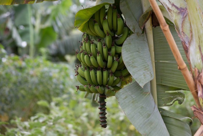 DEFESA FITOSSANITÁRIA: Equipe do Mapa percorre o estado de São Paulo para prevenir pragas que podem comprometer cultivo de banana