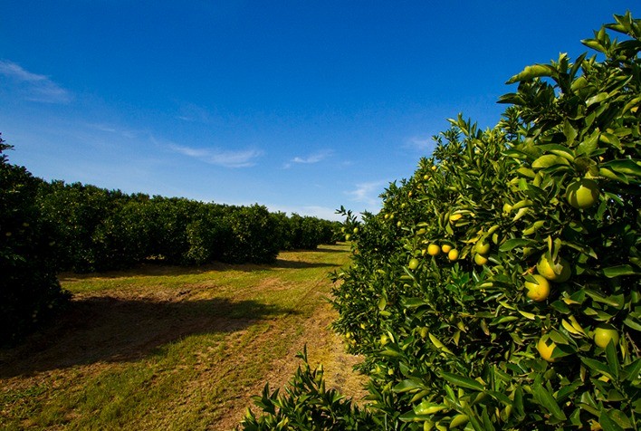 Projeções apontam declínio da produção de laranja na Flórida