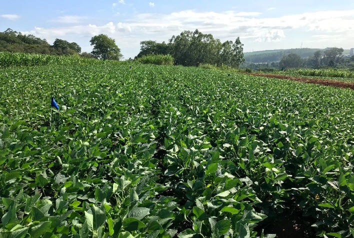 Estudo analisa impactos das mudanças climáticas na cultura da soja no Brasil