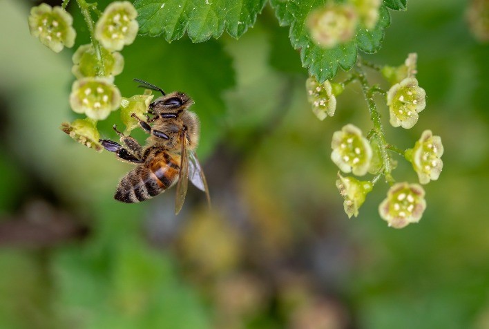 Colmeia Viva, do Sindiveg, mantém assistência técnica gratuita a agricultores e apicultores