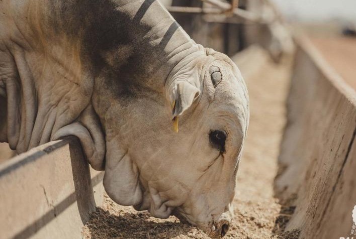 Setor de genética e nutrição crescerá cerca de 6,6%, ao ano, até 2027