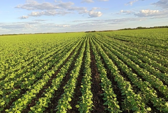 Agro Norte lança duas novas sementes de soja convencional de alta produtividade para safra 2021/22