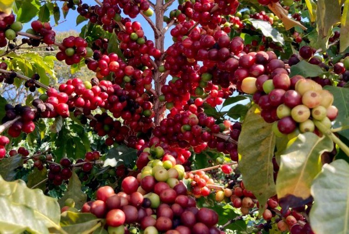 Novo fertilizante foliar tem foco total no combate ao stress da planta