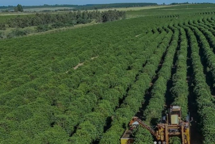 Região sul de Minas perde 19% do potencial da safra de café de 2022