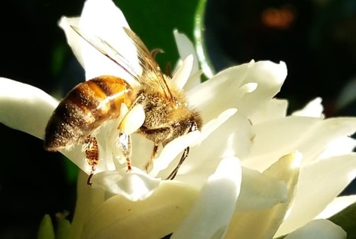 Polinização assistida inteligente aumenta a produtividade de lavoura de café em 20% e é opção de recuperação para cafeicultores pós-geadas