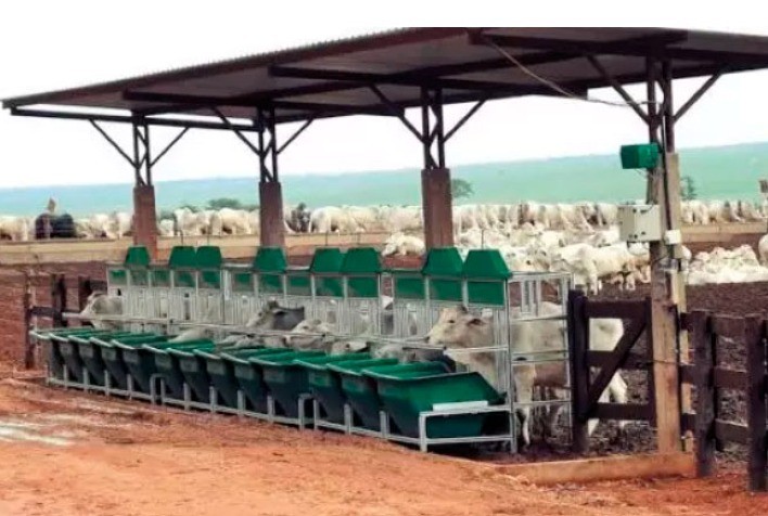 Desenvolve Pecuária promove painel virtual sobre Carcaça Quente versus Carcaça Fria