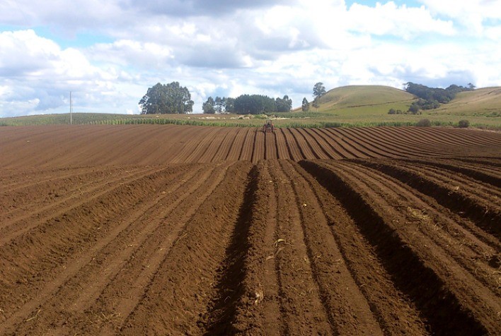 Vazio sanitário da soja vai até o dia 15 de setembro no estado de São Paulo