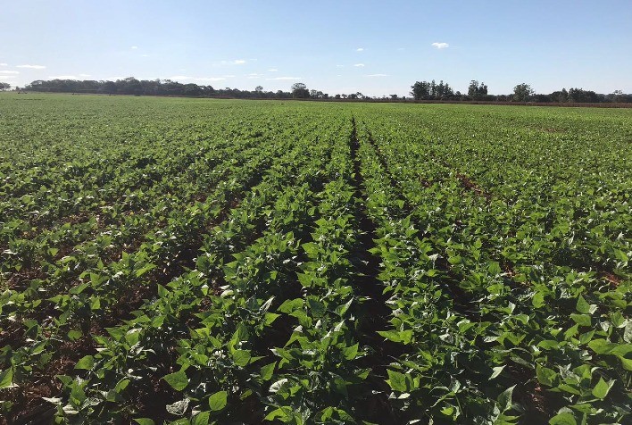 Cuidados com cultivo da safrinha do feijão evitam aumento de custo