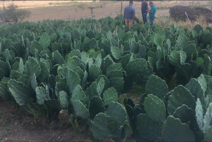 Instituto Luiz Girão fomenta cultivo de palma forrageira para produtores de leite no Ceará