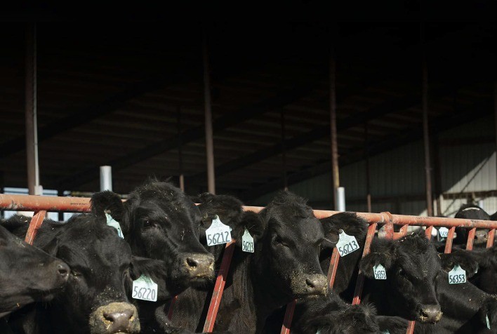 Parceria abre portas do mercado de corte para produtores leiteiros