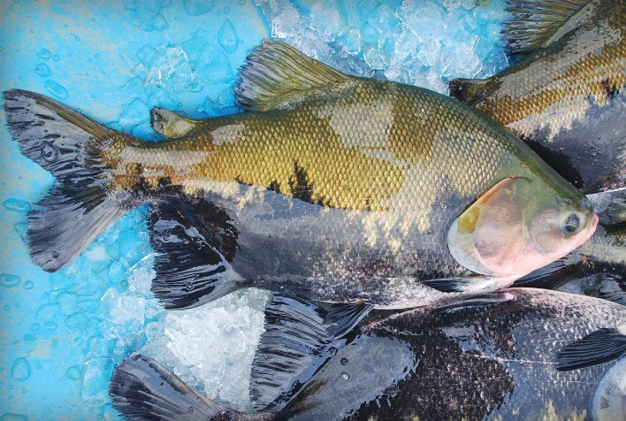 Peixe BR e Esalq USP realizam estudo sobre Salmonella na cadeia da produção de Tambaqui