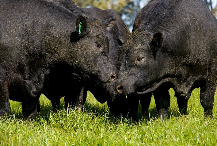 Angus e Embrapa firmam parceria em apoio à Sustentabilidade da pecuária
