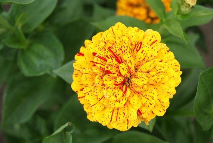 Confira as novas variedades de flores da ISLA Sementes