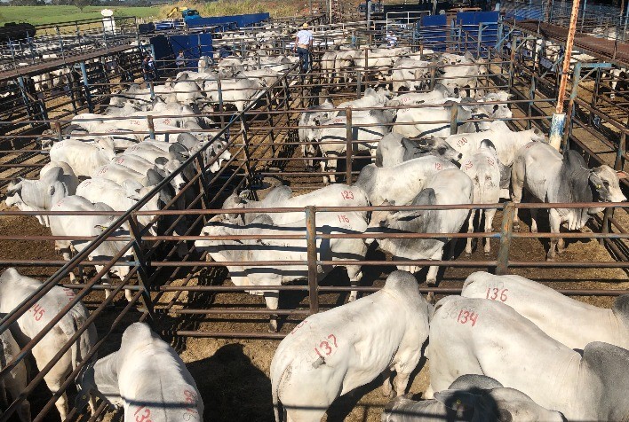 Megaleilão Nelore CFM vende 502 touros pela média de R$ 20 mil