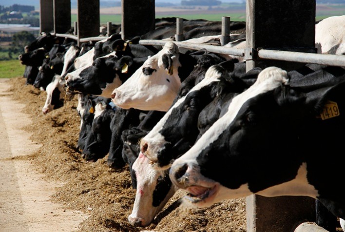 COE da Pecuária de Leite acumula alta de 11,49% de janeiro a junho de 2021