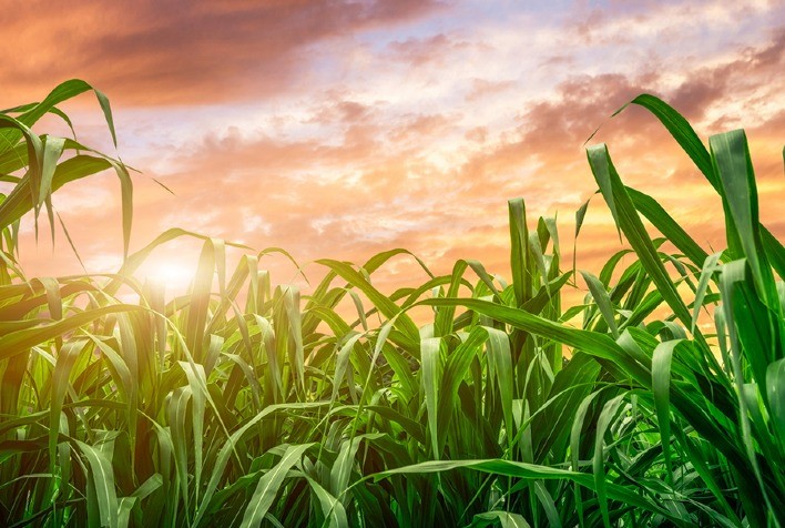 Em ano de poucas chuvas a estiagem preocupa os produtores de cana-de-açúcar