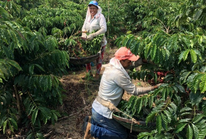 Se o seu café está piorando, culpe as mudanças climáticas