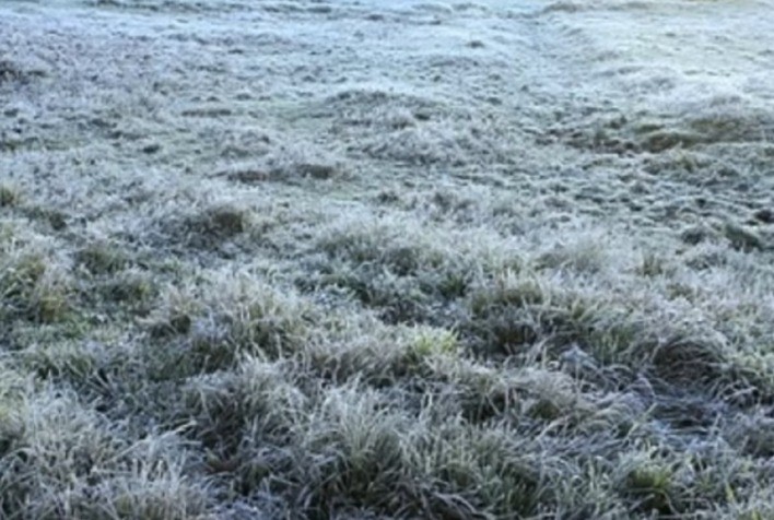 Emater-MG divulga levantamento de área afetada pelas geadas em pastagens, grãos, frutas, hortaliças e flores
