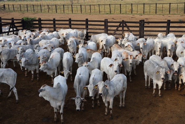Fazenda substitui marca a fogo por brinco de identificação e deixa de fazer 18 mil marcações no ano