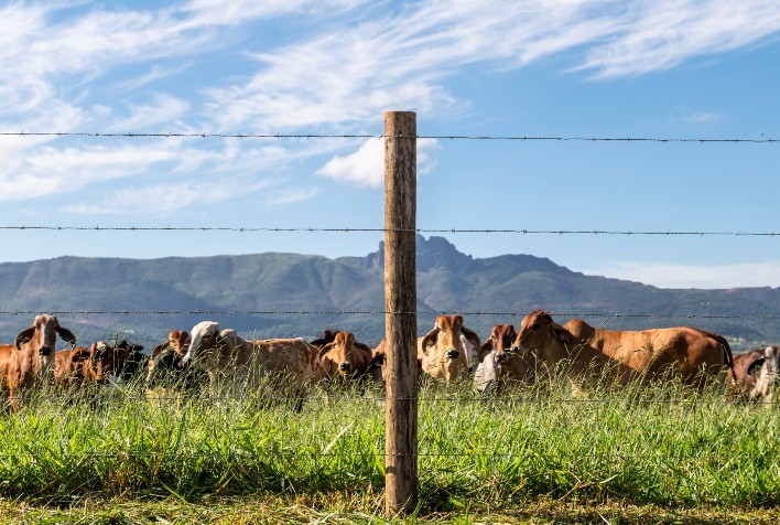 Belgo Bekaert lança Bravo, arame farpado grosso que suporta cargas pesadas