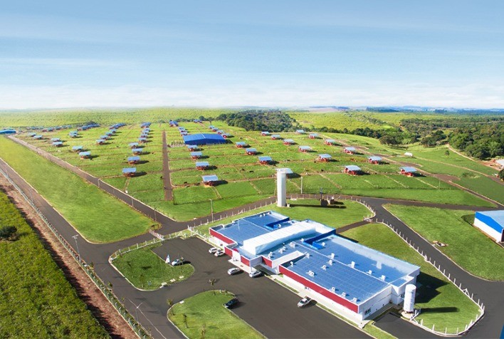 Com número recorde de touros, Central Bela Vista vai acelerar a produção no segundo semestre