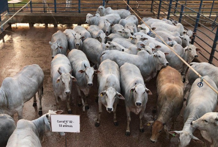 Nova etapa do Circuito Nelore de Qualidade avalia 1.000 animais em Pedra Preta (MT)