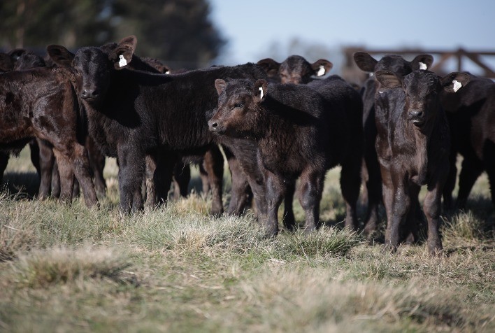 Rincon del Sarandy fatura R$ 2,58 milhões e bate R$ 18 mil de média