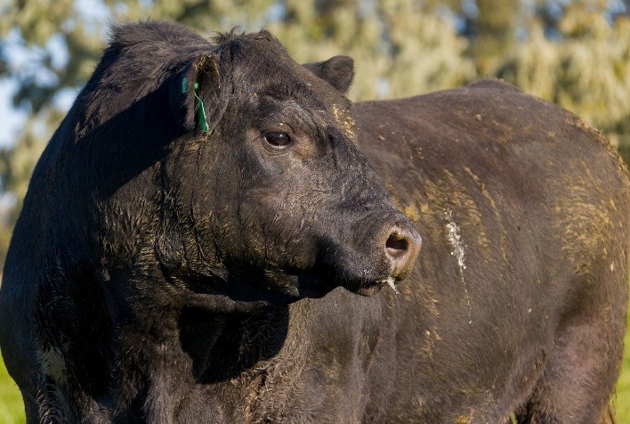Venda de sêmen Angus produzido no Brasil cresce 36,68% no primeiro semestre