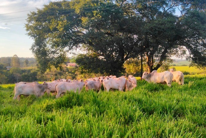 Novo estudo da Premix é publicado em importante veículo de pesquisa internacional
