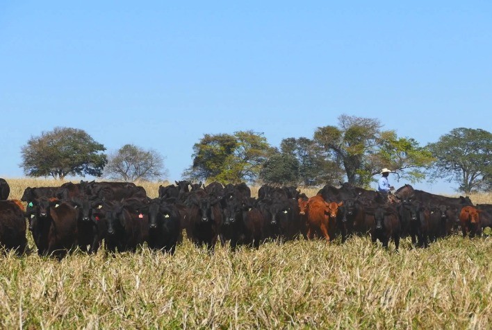 Leilão Virtual Brangus HP terá inovações com oferta de vacas e novilhas com prenhez confirmada e pacote de embriões