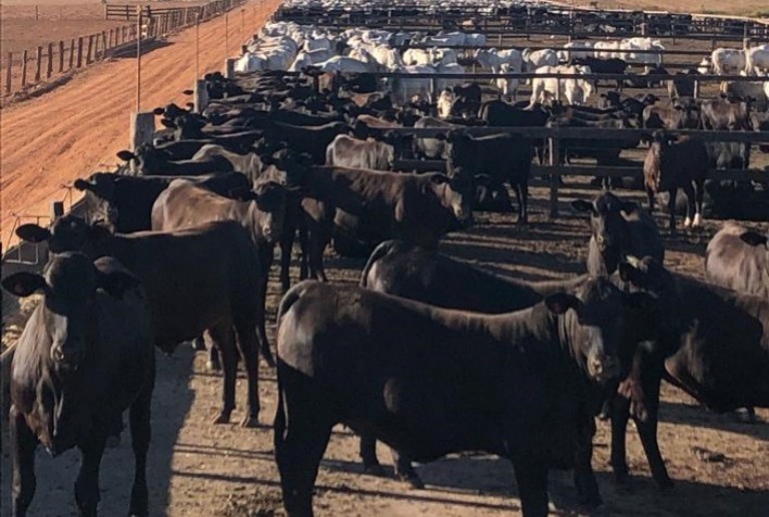 Integração de melhoramento genético e coleta de dados otimiza produção de fazenda de corte rondoniense