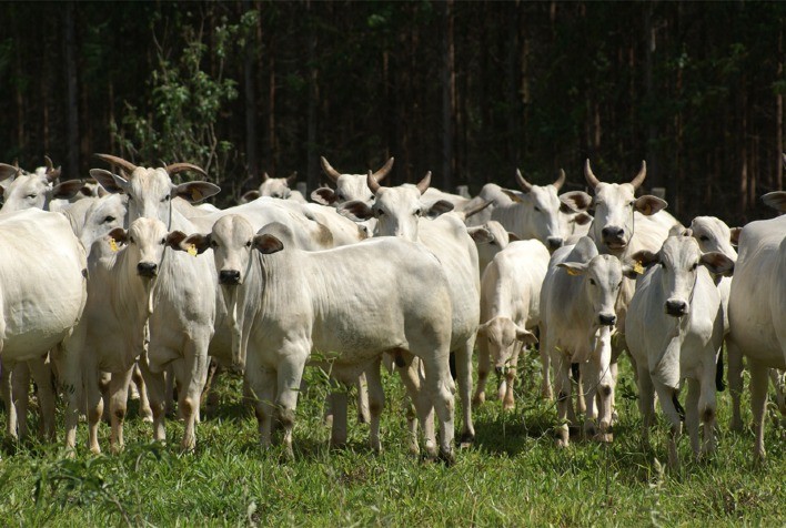 Mercado de reposição fecha julho em queda, melhorando a relação de troca do pecuarista