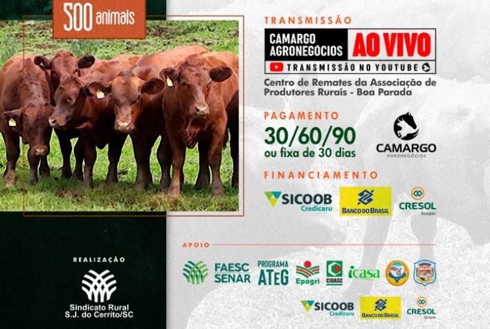 Pecuária de corte na serra Catarinense