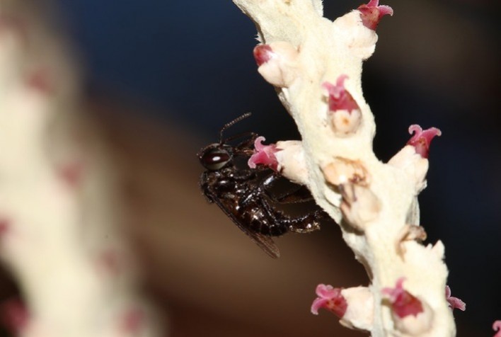 Polinização aumenta produção agrícola, mas depende de áreas de vegetação natural