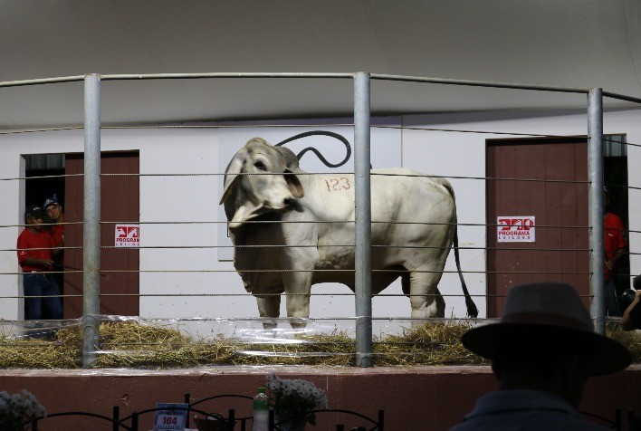 Casa Branca coloca à venda 180 reprodutores e fêmeas Angus e Brahman selecionados, em 4 de setembro