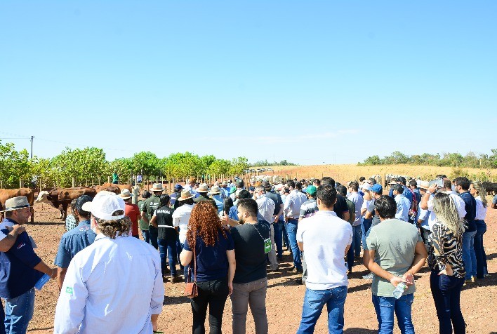 Brangus invade o Nordeste