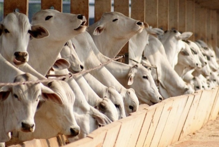 Pneumonia provoca perdas de 50g a 200g/dia nos bovinos, comprometendo o lucro dos pecuaristas