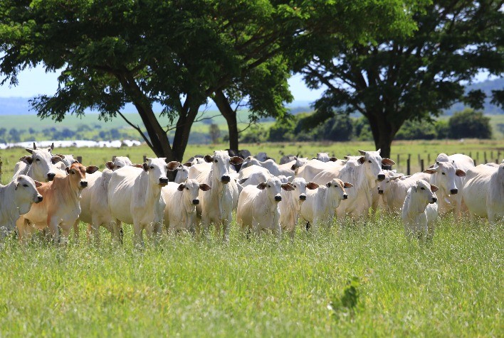 Queda no preço da novilha gorda em São Paulo