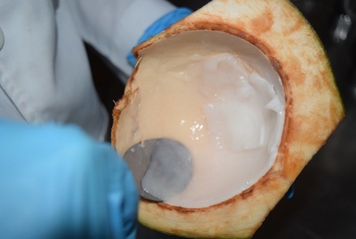 Projeto desenvolve novos produtos com a polpa branca de coco-verde