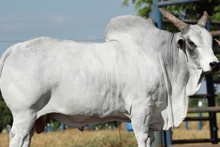 Programa Concept Plus proporciona mais lucro a pecuaristas de todo o Brasil