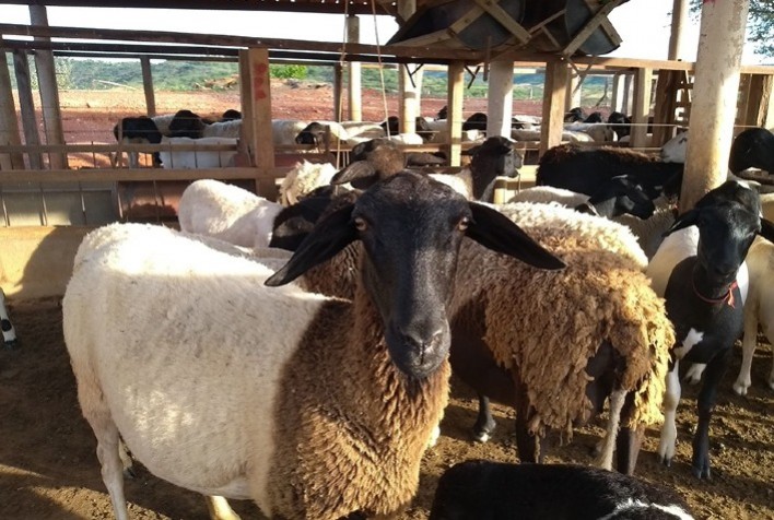 Especialistas recomendam redobrar cuidados nas criações de caprinos e ovinos durante a pandemia