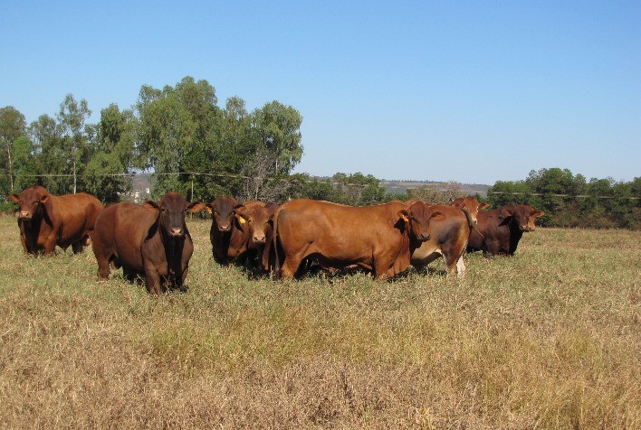 Cinco criatórios unem-se para ofertar touros de alta qualidade genética no Megaleilão Virtual Montana 2021