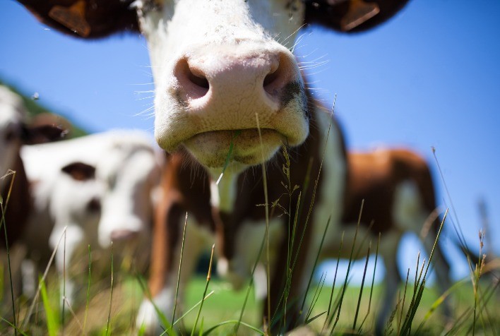 Controle estratégico na seca evita grandes prejuízos na estação de monta