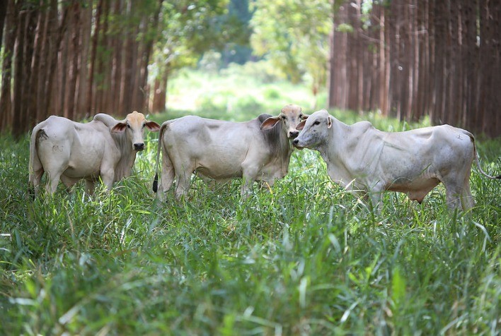 Fazenda em Mato Grosso do Sul é a primeira a receber certificado carne carbono neutro