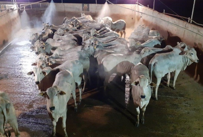 Animais jovens e pesados participaram da 9ª etapa do Circuito Nelore de Qualidade, em Diamantino (MT)