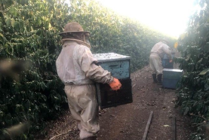 AgroBee oferece apoio à cafeicultores afetados pelas geadas de julho